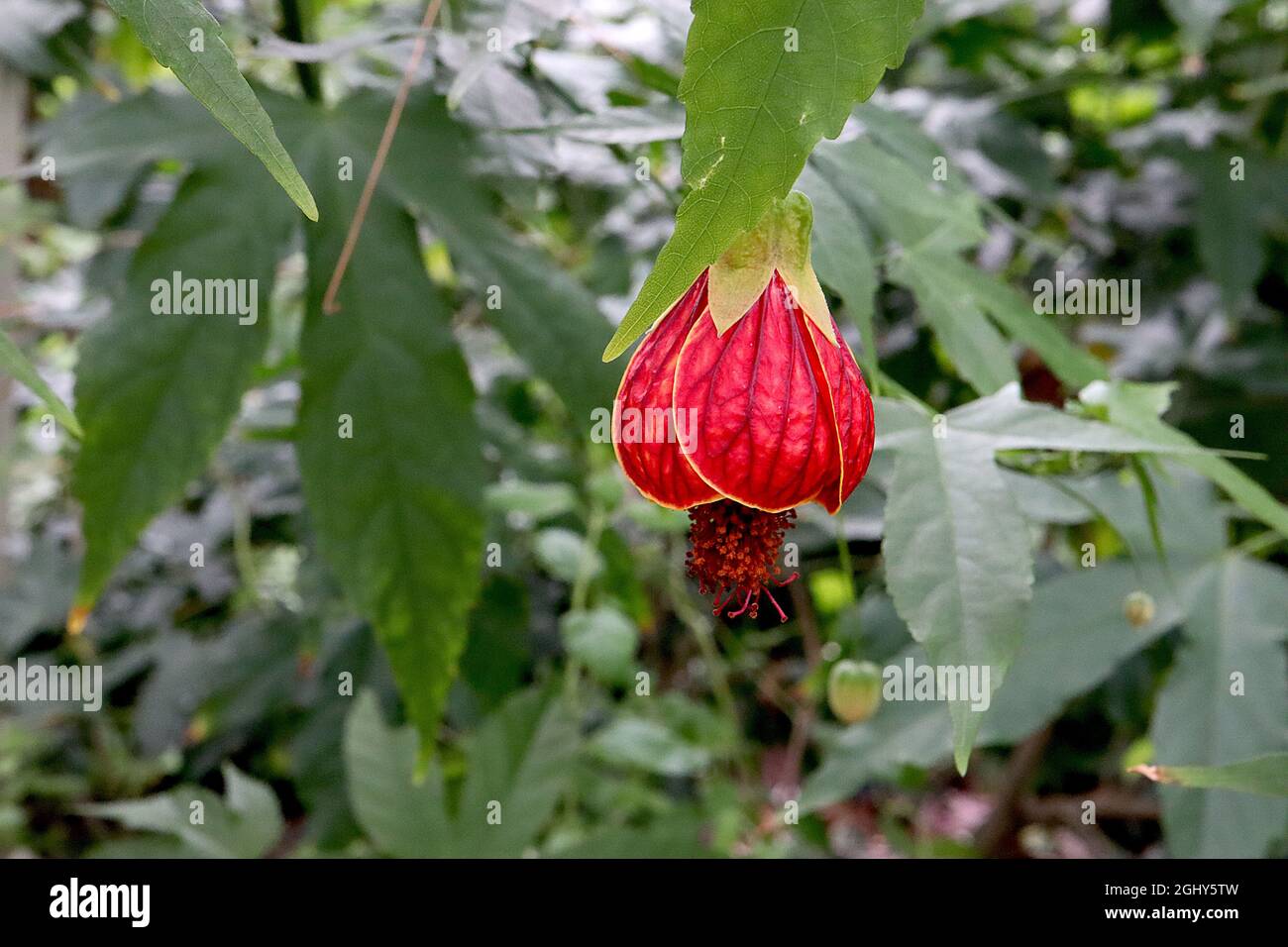 Callianthe pitta Abutilon pictum – fiori a forma di campana rossa con vene di maroon e setti a cappuccio verde chiaro, agosto, Inghilterra, Regno Unito Foto Stock