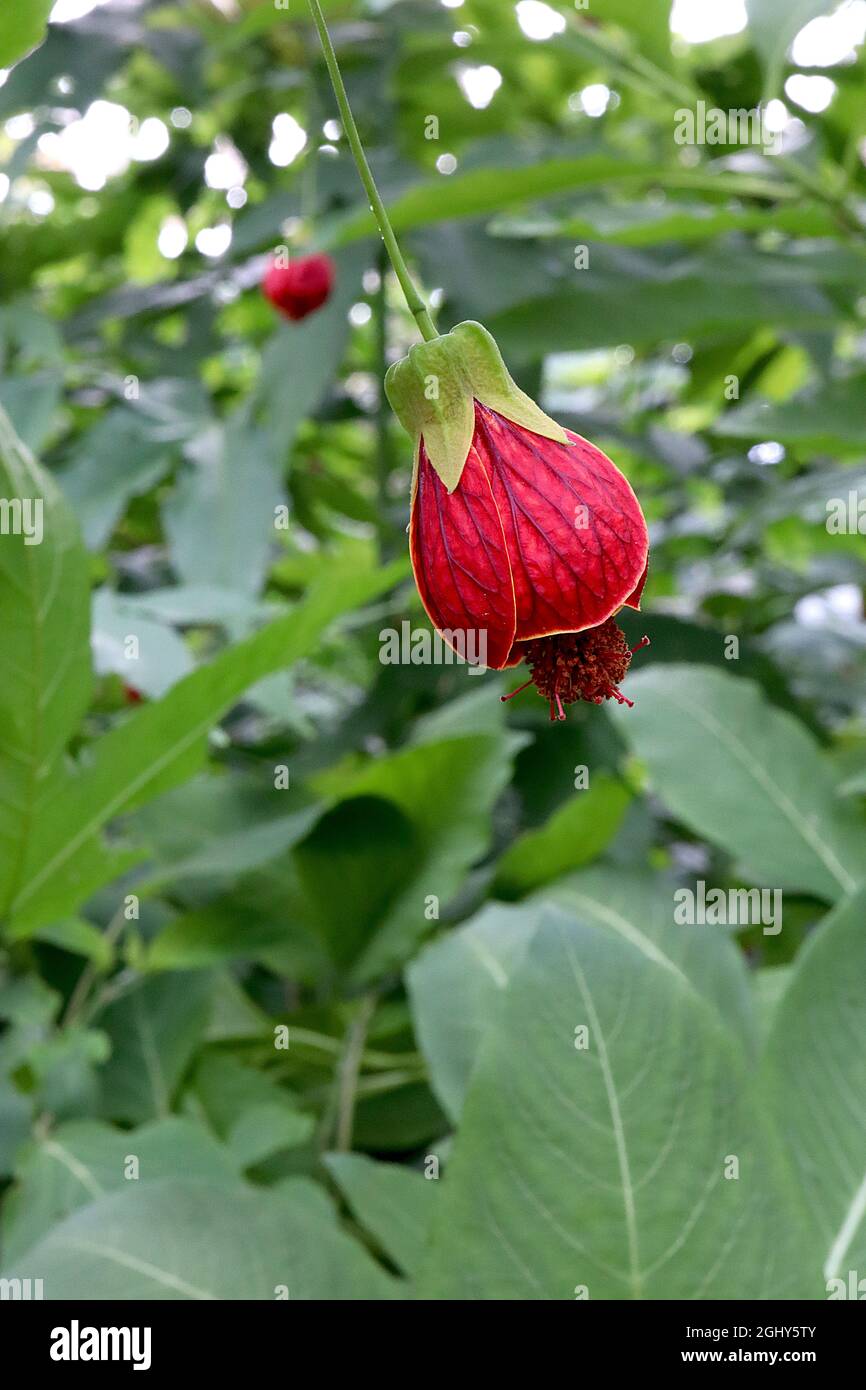 Callianthe pitta Abutilon pictum – fiori a forma di campana rossa con vene di maroon e setti a cappuccio verde chiaro, agosto, Inghilterra, Regno Unito Foto Stock