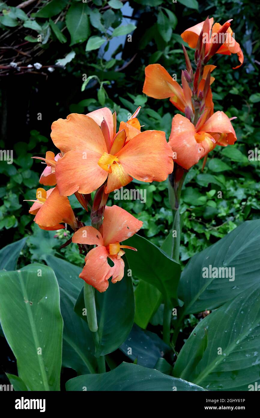 Canna ‘Orange Beauty’ canna Giglio Orange Beauty – fiori d’arancia con petali riflessi e foglie di colore verde scuro a ovato largo, agosto, Inghilterra, Regno Unito Foto Stock