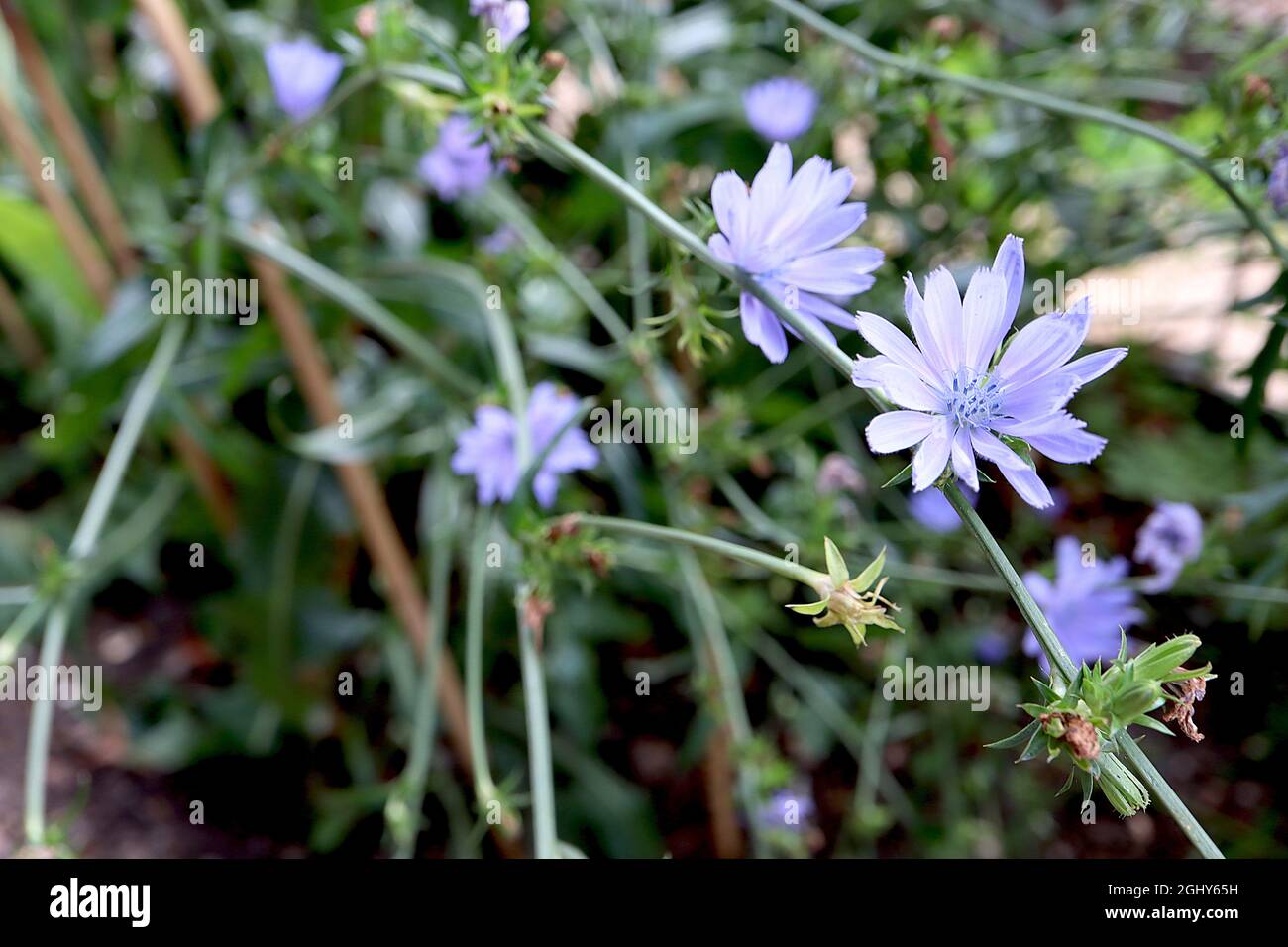 Cicoria blu elettrico Cichorio intybus ‘Electric Blue’ – fiori blu lavanda con petali a pennello su steli lunghi, agosto, Inghilterra, Regno Unito Foto Stock