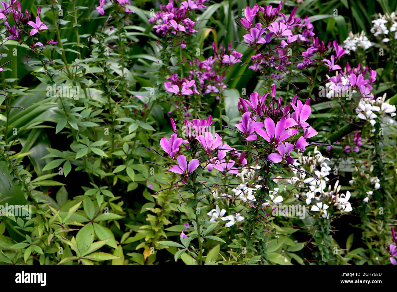 Cleome Hassleriana ‘Sparkler Mix’ Spider flower Sparkler Mix – grappoli di petali bianchi e viola separati, coralli di foglie verde scuro, agosto, Inghilterra Foto Stock