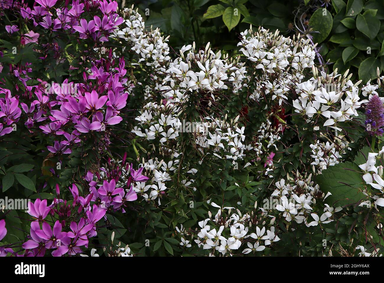 Cleome Hassleriana ‘Sparkler Mix’ Spider flower Sparkler Mix – grappoli di petali bianchi e viola separati, coralli di foglie verde scuro, agosto, Inghilterra Foto Stock