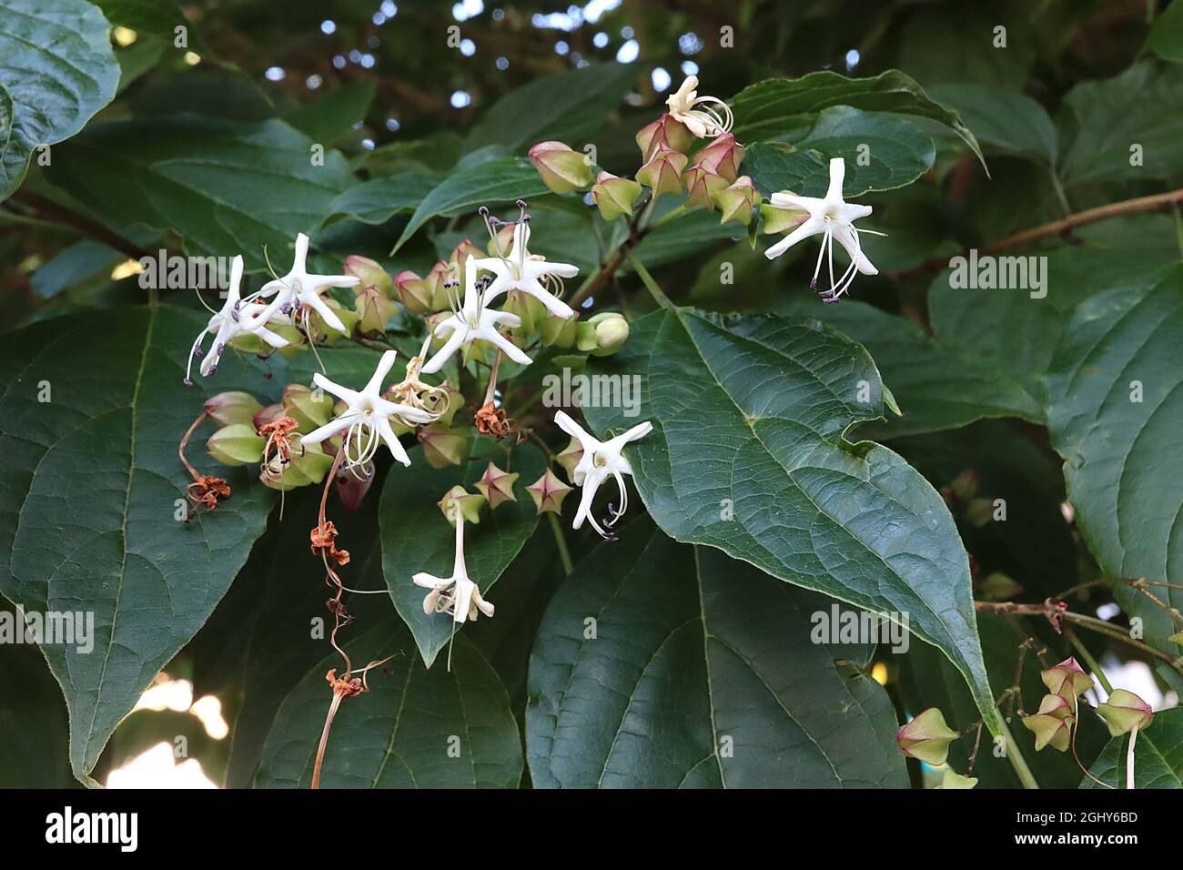 Clerodendrum trichotomum Harlequin Glory bower – fiori bianchi a forma di stella e boccioli di fiori a forma di diamante, verde chiaro e rosa profondo, agosto, Inghilterra, Foto Stock