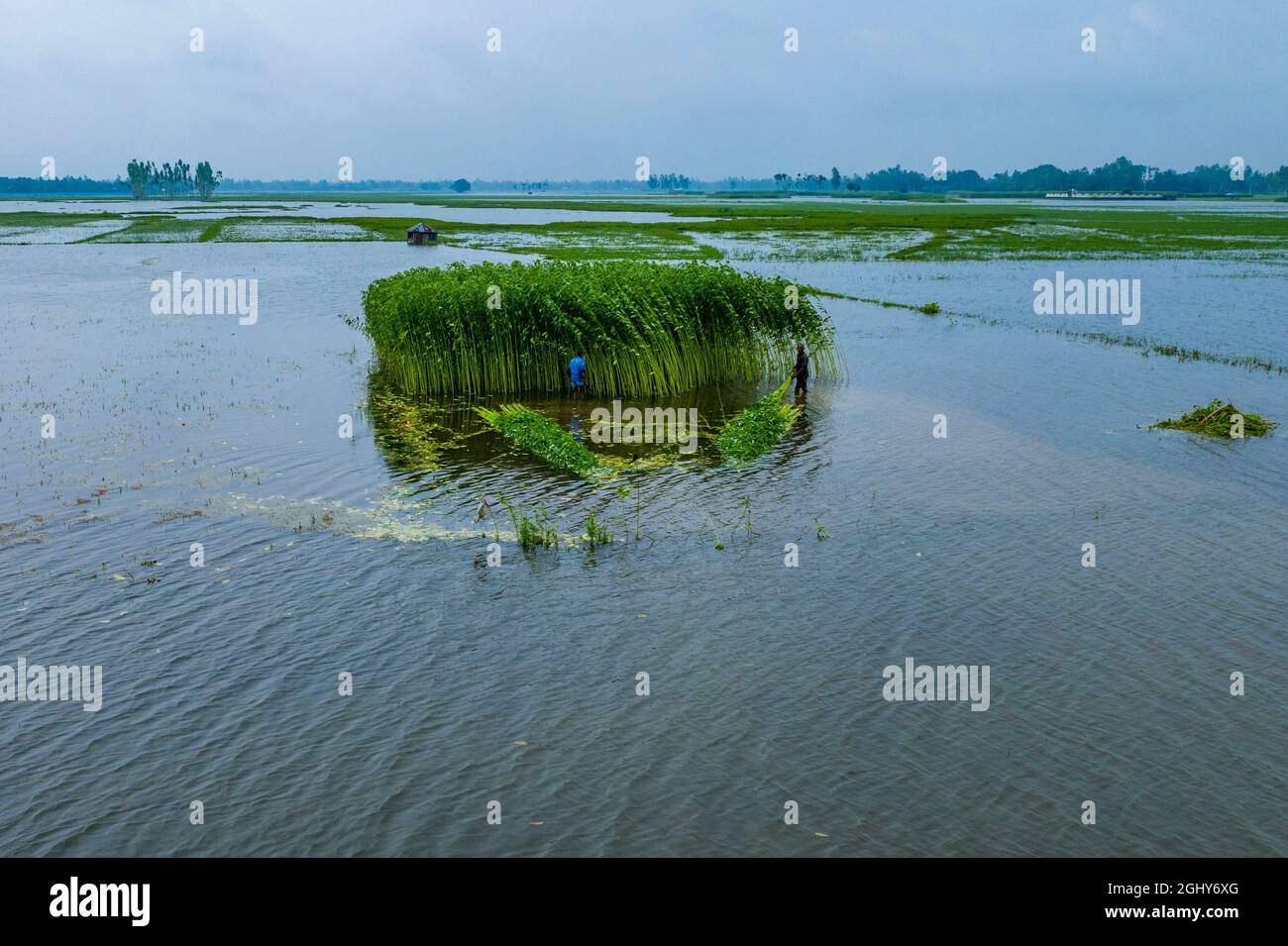 Agricoltori che coltivano piante di iuta dal campo di Sariakandi a Bogra, Bangladesh Foto Stock