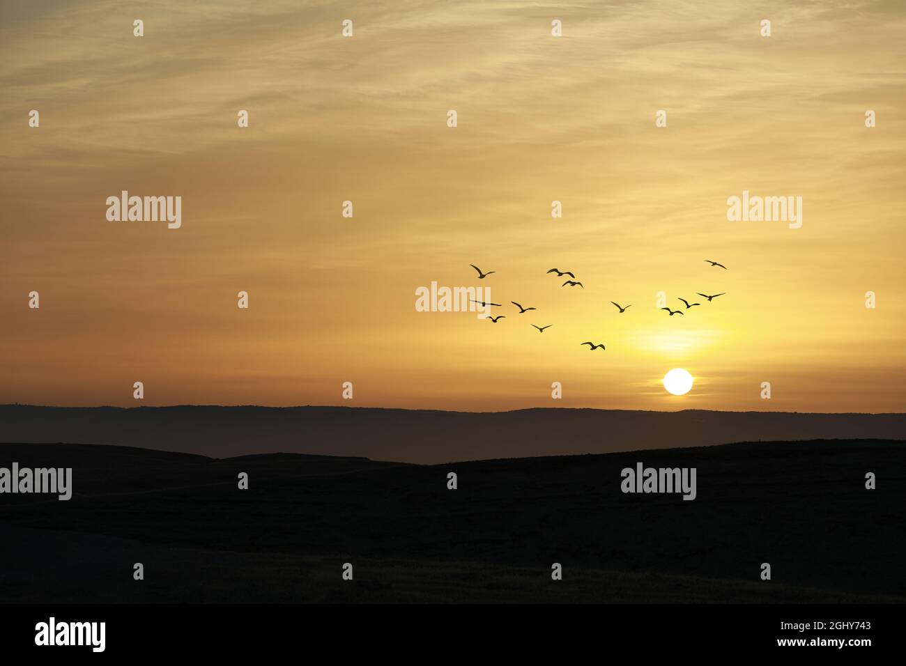 Uccelli che volano sul cielo del tramonto e nuvola sfondo astratto. Foto Stock