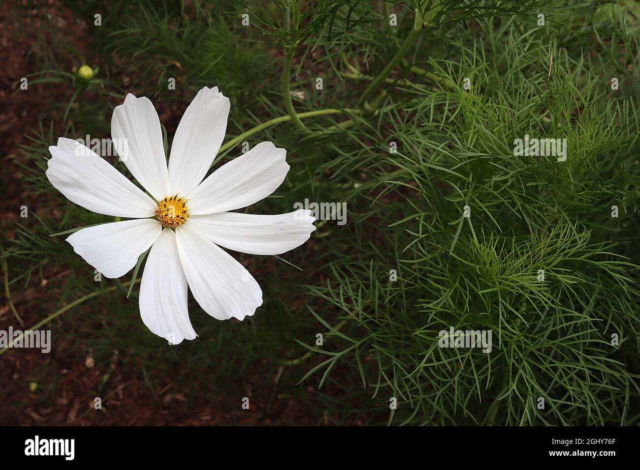 Sottili petali gialli lunghi immagini e fotografie stock ad alta  risoluzione - Alamy