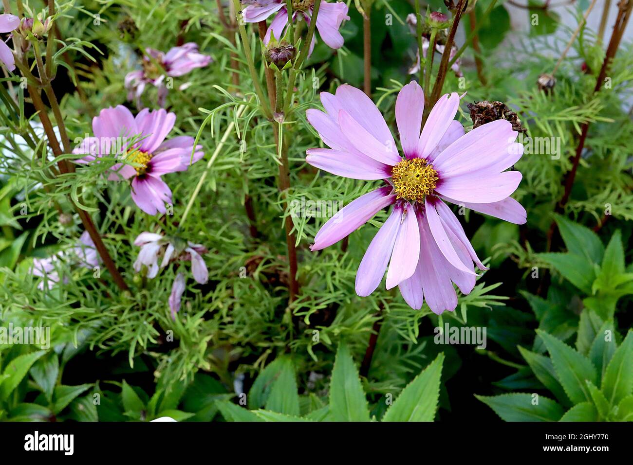 COSMOS Bipinnatus ‘Versailles Dark Rose’ fiori di colore rosa medio a forma di ciotola con alone rosa scuro e foglie di piuma, agosto, Inghilterra, Regno Unito Foto Stock