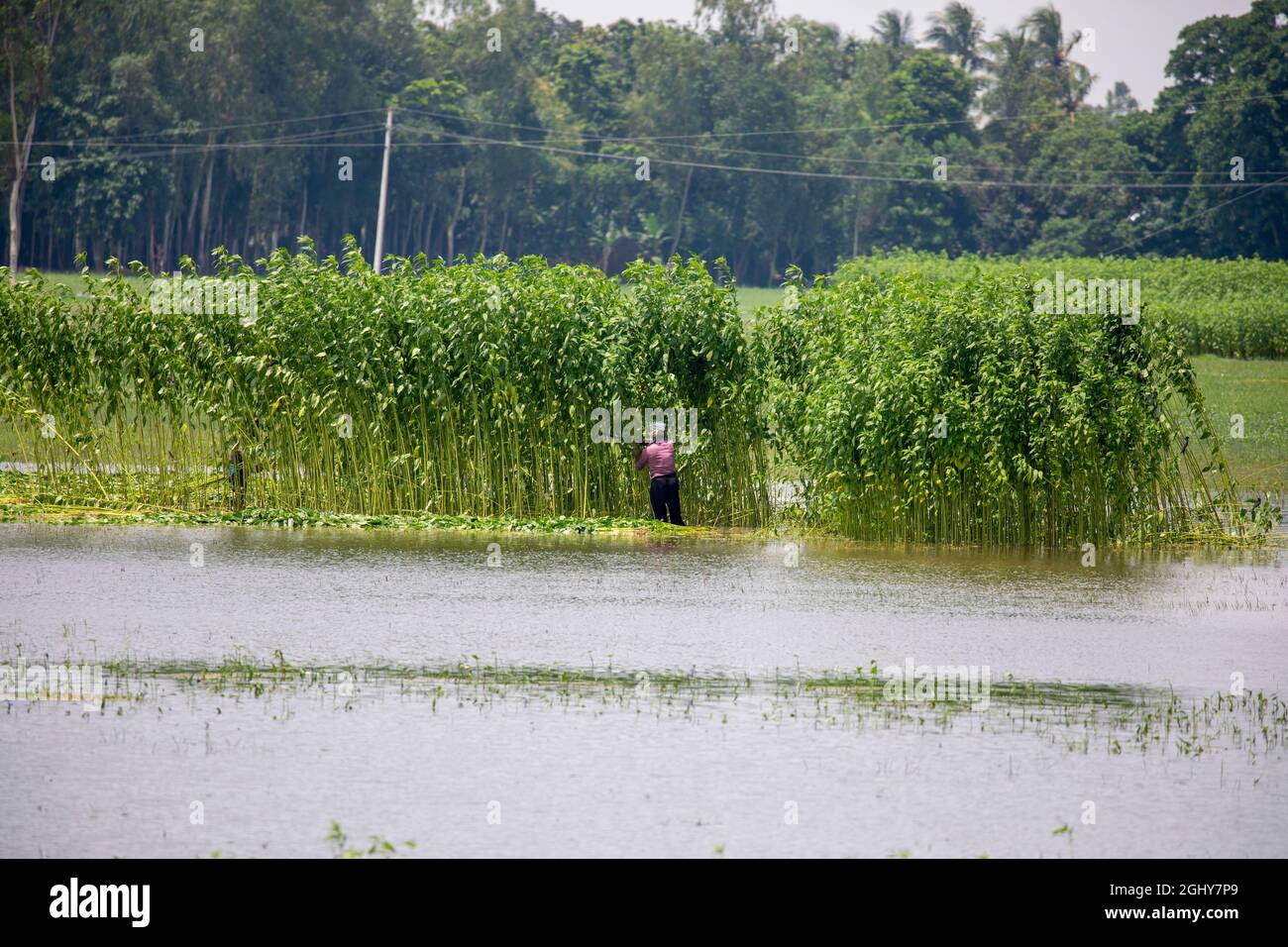 Agricoltori che coltivano piante di iuta dal campo di Sariakandi a Bogra, Bangladesh Foto Stock