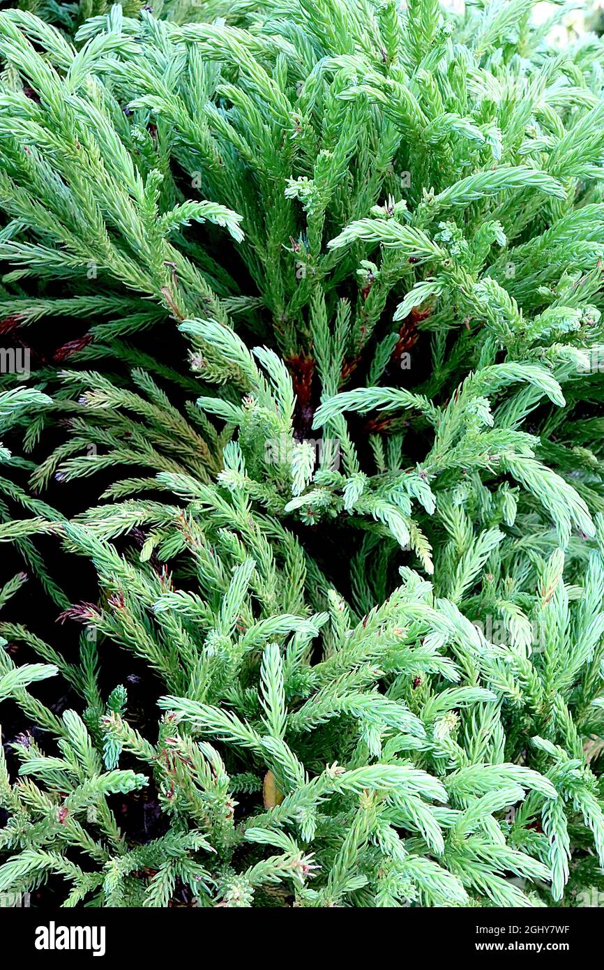 Cryptomeria japonica «globosa Nana», cedro giapponese globosa Nana – foglie di forma di palude verde fresche disposte a spirale attorno ai rami di arciamento; Foto Stock