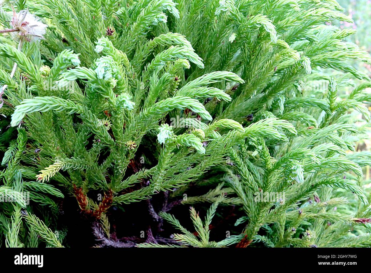 Cryptomeria japonica «globosa Nana», cedro giapponese globosa Nana – foglie di forma di palude verde fresche disposte a spirale attorno ai rami di arciamento; Foto Stock
