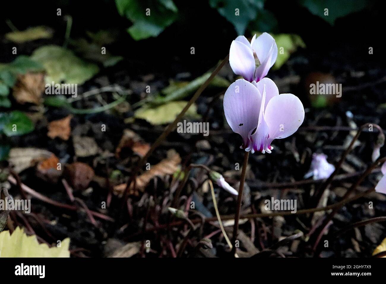 Ciclamino coum ‘Cyberia White’ bianco pane di zuppa orientale – fiori rosa molto pallido con petali rovesciati e foglie a motivi rotondi, denti bianchi a base di cremisi Foto Stock