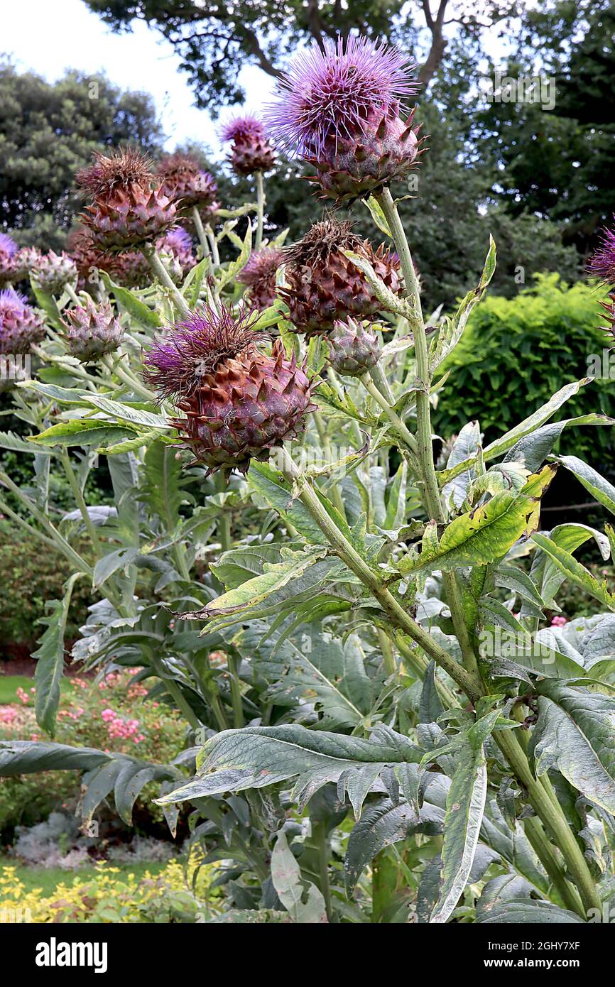 Cynara cardunculus cardoon – grandi fiori viola tipo cardo in cima bratte spiky, agosto, Inghilterra, Regno Unito Foto Stock