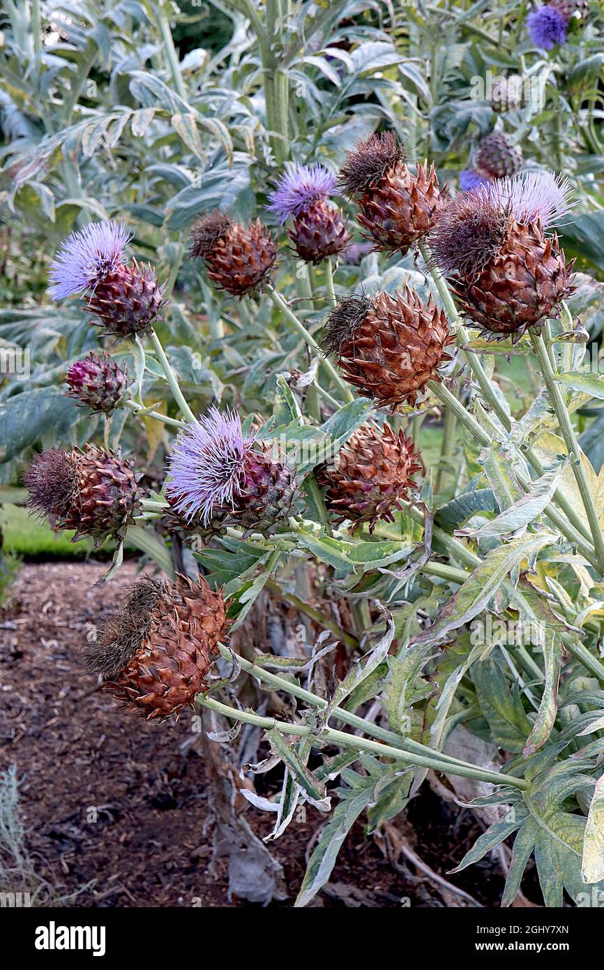 Cynara cardunculus cardoon – grandi fiori viola tipo cardo in cima bratte spiky, agosto, Inghilterra, Regno Unito Foto Stock
