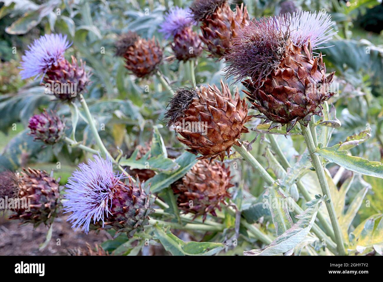 Cynara cardunculus cardoon – grandi fiori viola tipo cardo in cima bratte spiky, agosto, Inghilterra, Regno Unito Foto Stock