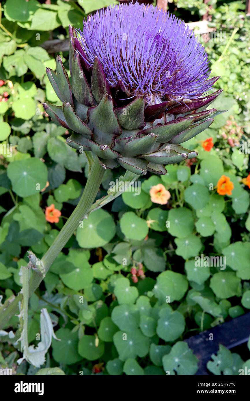 Cynara cardunculus var Scolymus globo carciofo – grandi fiori viola tipo caristola in cima basket-come bracts, agosto, Inghilterra, Regno Unito Foto Stock