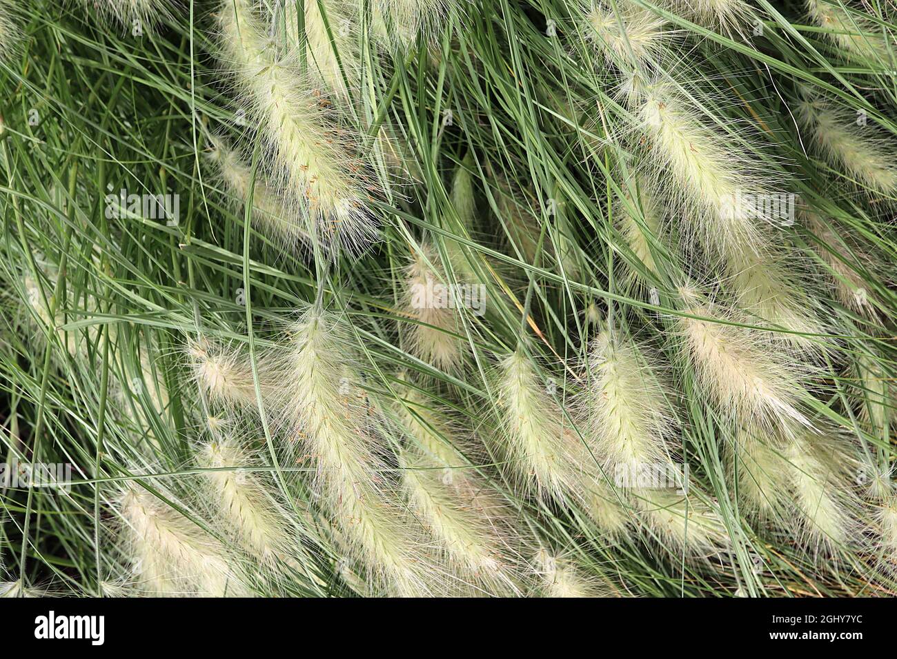 Cynosurus echinatus ruvido dogs coda erba – grappoli ovali di fiori o spikelets verdi pallidi e foglie verdi grigie ad arco strette, agosto, Inghilterra, Foto Stock