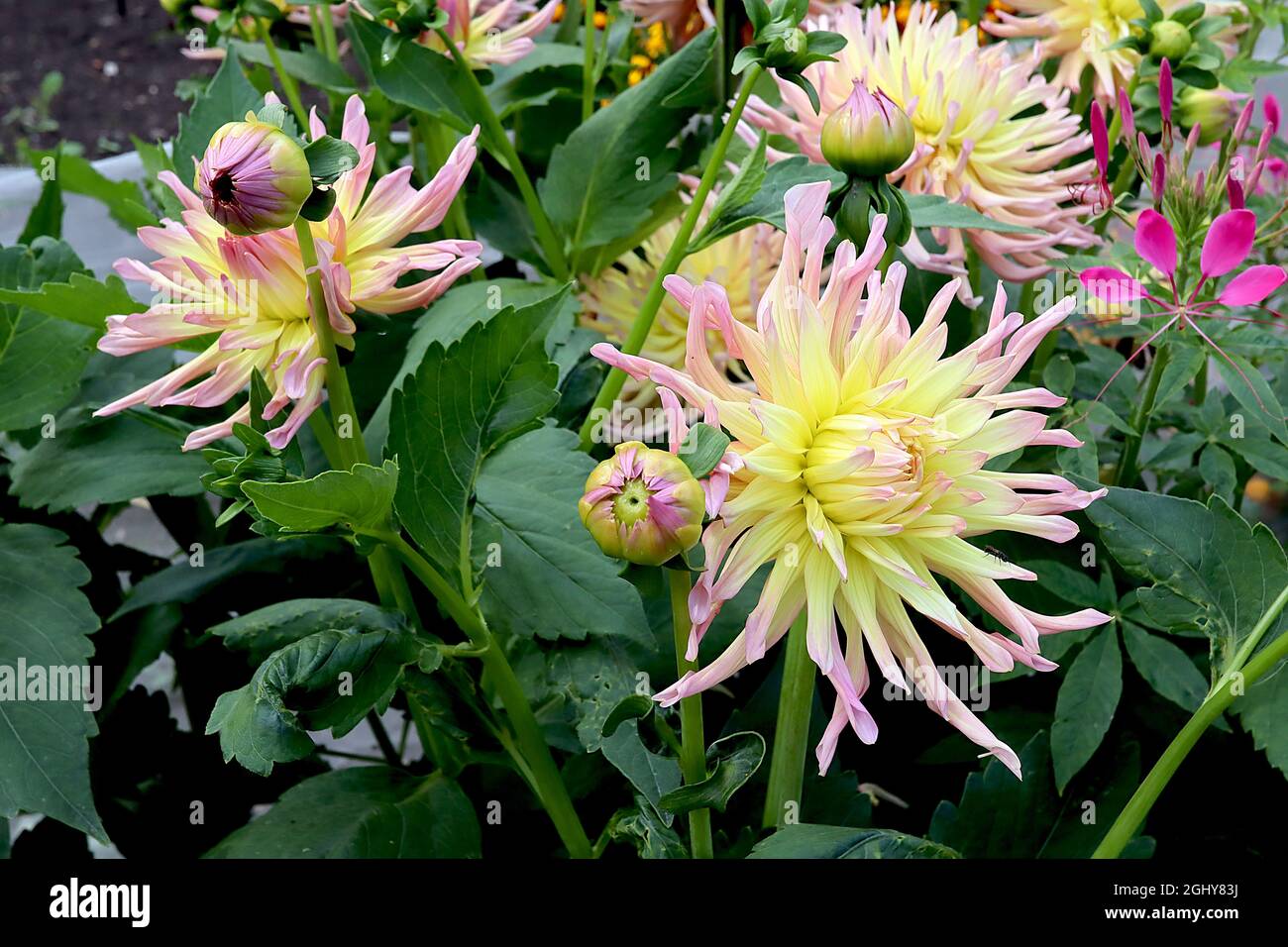 Dahlia ‘Apricot Star’ Cactus dahlia Group 8 fiori rosa di albicocca con petali arrotolati e centro giallo, agosto, Inghilterra, Regno Unito Foto Stock