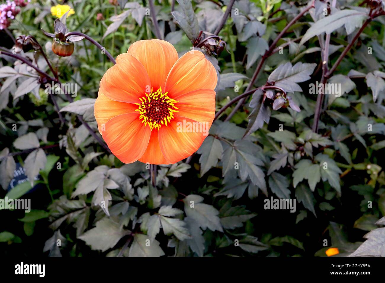Dahlia ‘Bishop of Oxford’ Misc Class Group 10 fiori di colore arancione con strisce gialle sbiadite, agosto, Inghilterra, Regno Unito Foto Stock