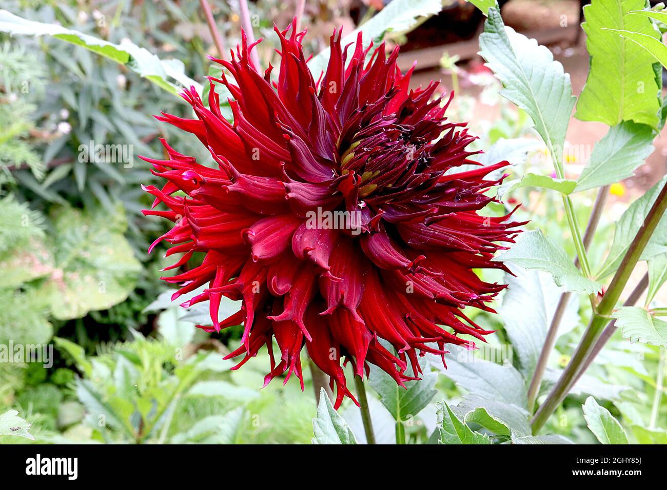 Dahlia ‘Black Jack’ Fimbriated Dahlia Group 11 rosso scarlatto centrante per i fiori rossi di borgogna, agosto, Inghilterra, Regno Unito Foto Stock