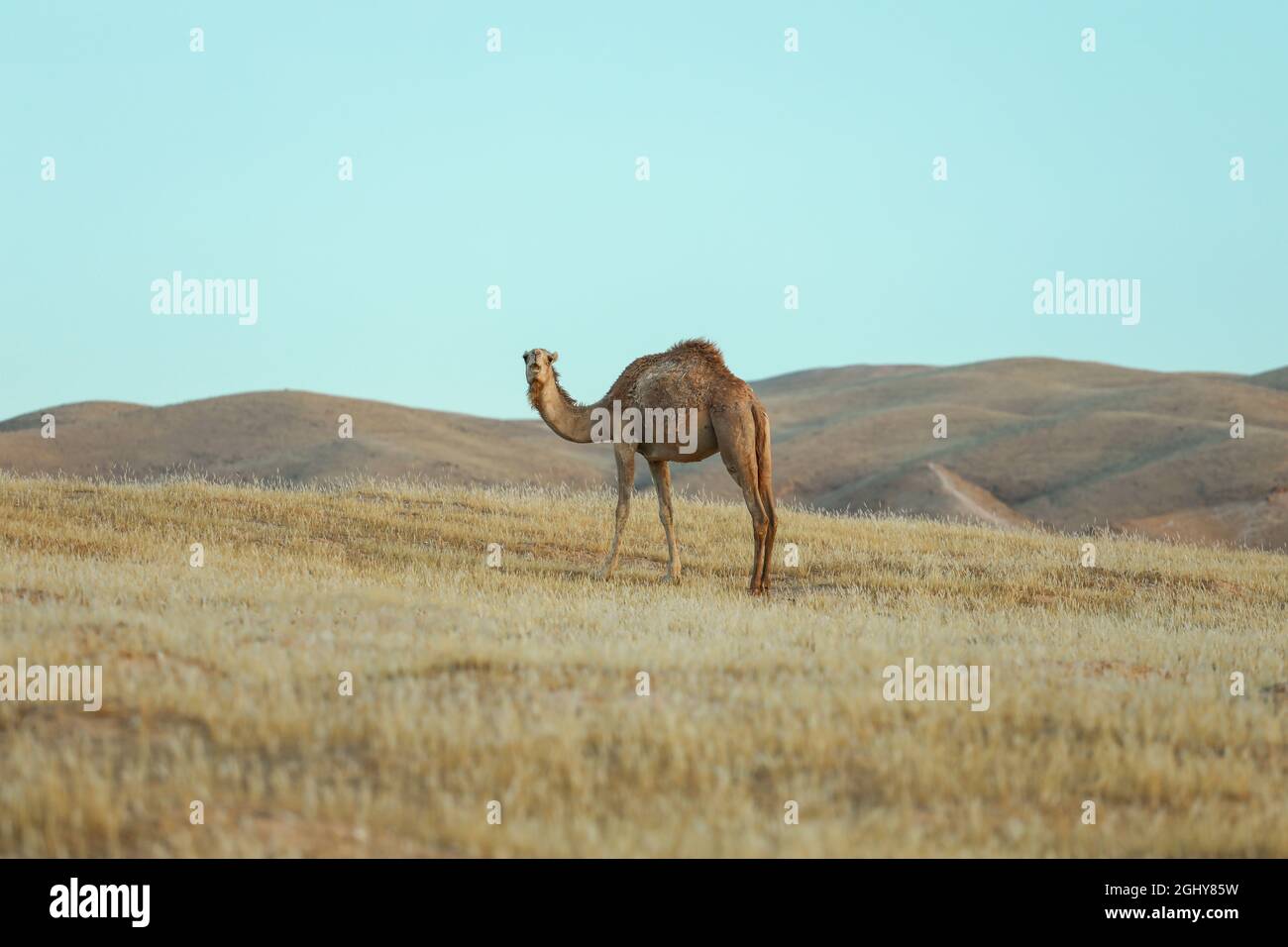 Cammello in piedi sulla terra del deserto all'alba. Foto Stock