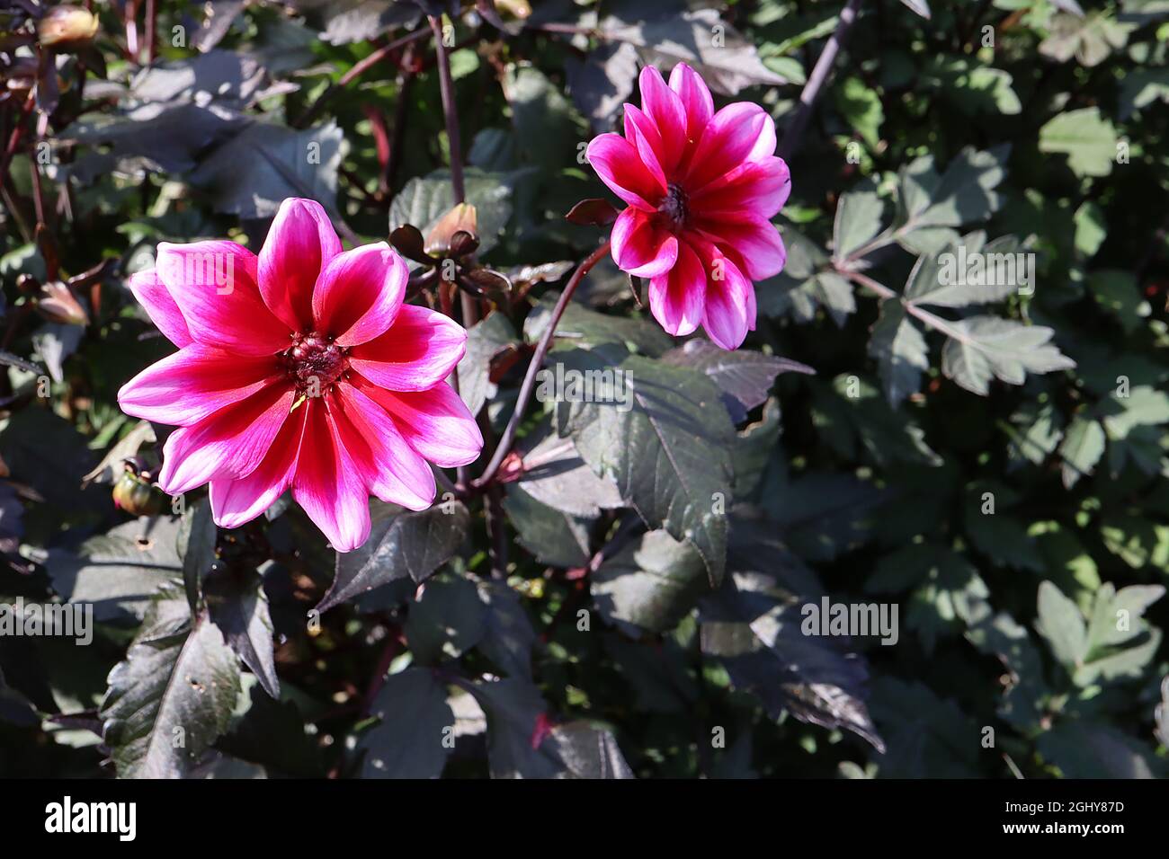 Dahlia ‘dreamy Nights’ Misc Class Group 10 fiori rosa profondi con alone rosso, agosto, Inghilterra, Regno Unito Foto Stock