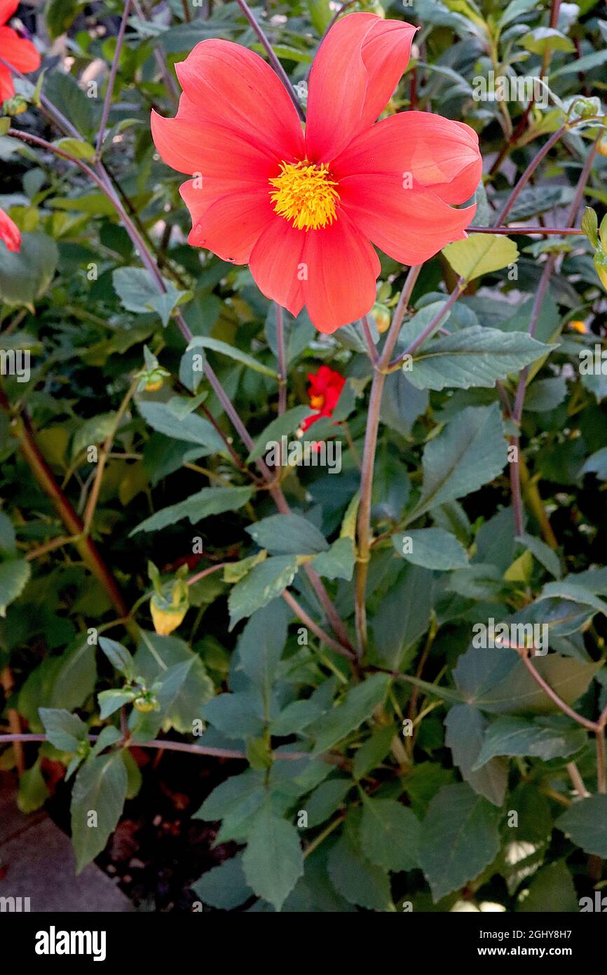Dahlia ‘Orangeade’ Dahlia Gruppo 1 fiori rossi corallo a fiore singolo con centro giallo, agosto, Inghilterra, Regno Unito Foto Stock