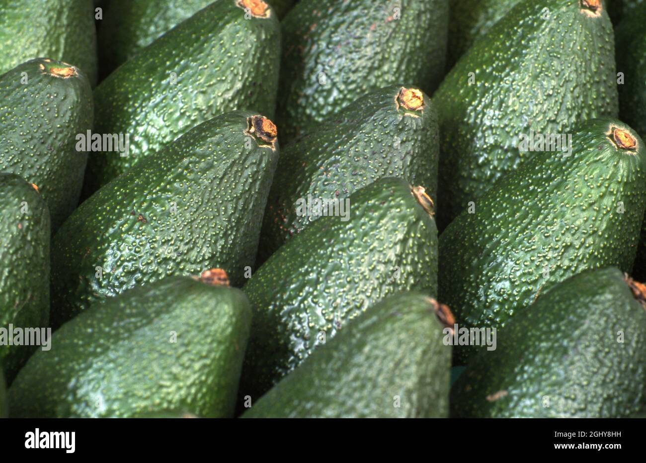 AVOCADO APPENA RACCOLTI (PERSEA AMERICANA) CHIAMATO ANCHE PERA DI AVOCADO O PERA DI ALLIGATORE. Foto Stock