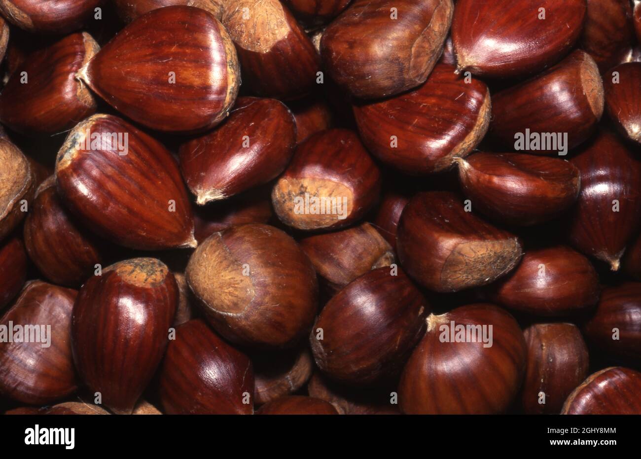 CASTAGNE EUROPEE APPENA RACCOLTE (CASTANEA SATIVA) NOTE ANCHE COME CASTAGNE DOLCI O SPAGNOLE. AUSTRALIA. Foto Stock