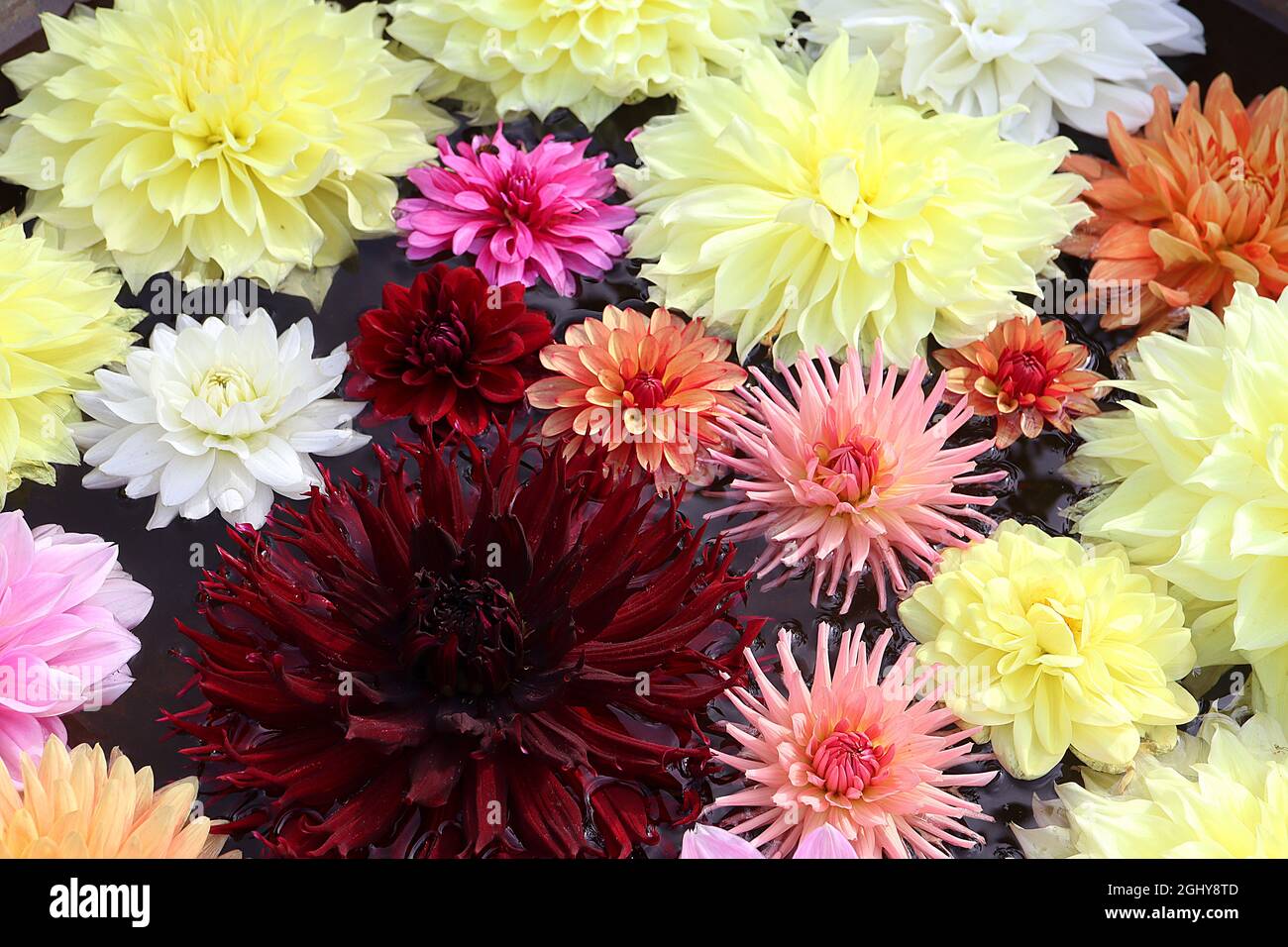 Dahlia Mix decorativo e cactus dahlias riposante sull'acqua, agosto, Inghilterra, Regno Unito Foto Stock