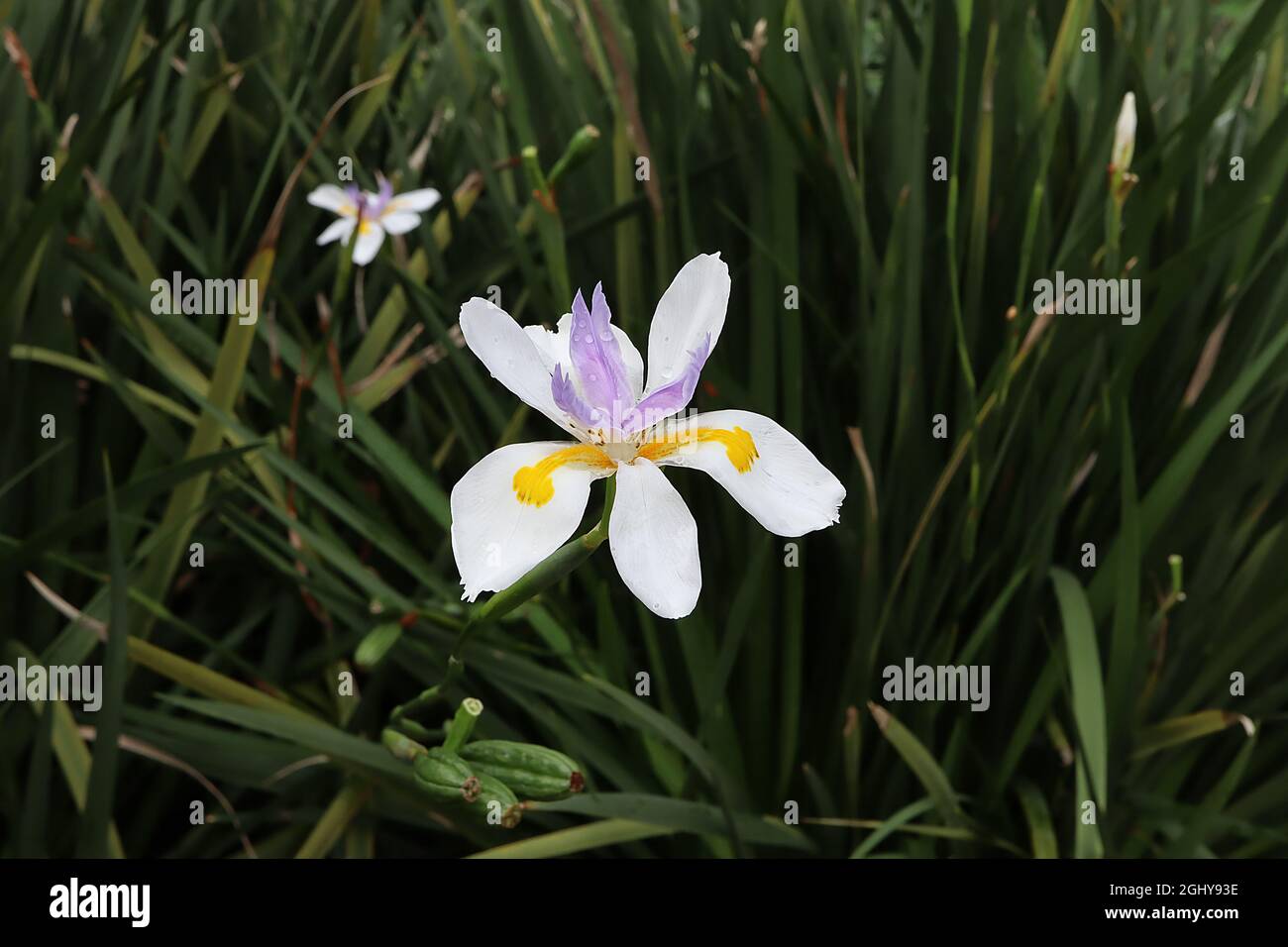 Dietes grandiflora “Reen Lelie” iride fata – cadute bianche con segni gialli e standard violacei corti, agosto, Inghilterra, Regno Unito Foto Stock