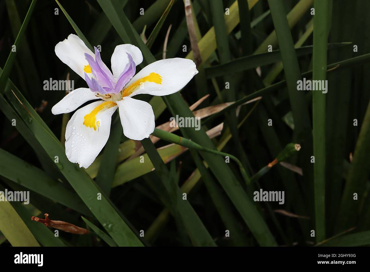 Dietes grandiflora “Reen Lelie” iride fata – cadute bianche con segni gialli e standard violacei corti, agosto, Inghilterra, Regno Unito Foto Stock