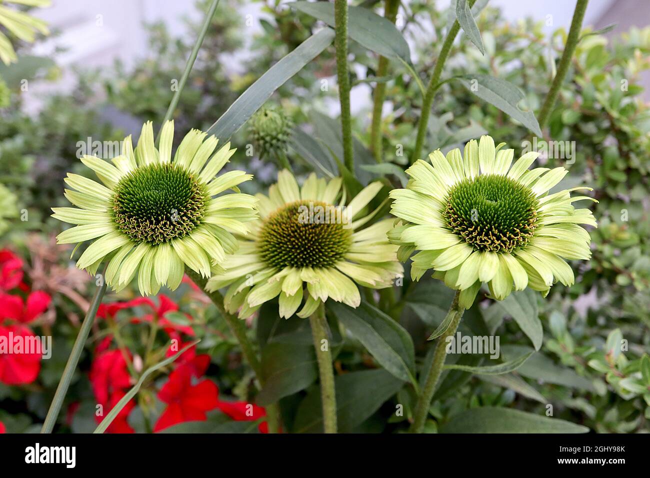 Echinacea purpurea ‘Green Jewel’ Coneflower Green Jewel – verde lime petali intagliati e centro a forma di cono, agosto, Inghilterra, Regno Unito Foto Stock