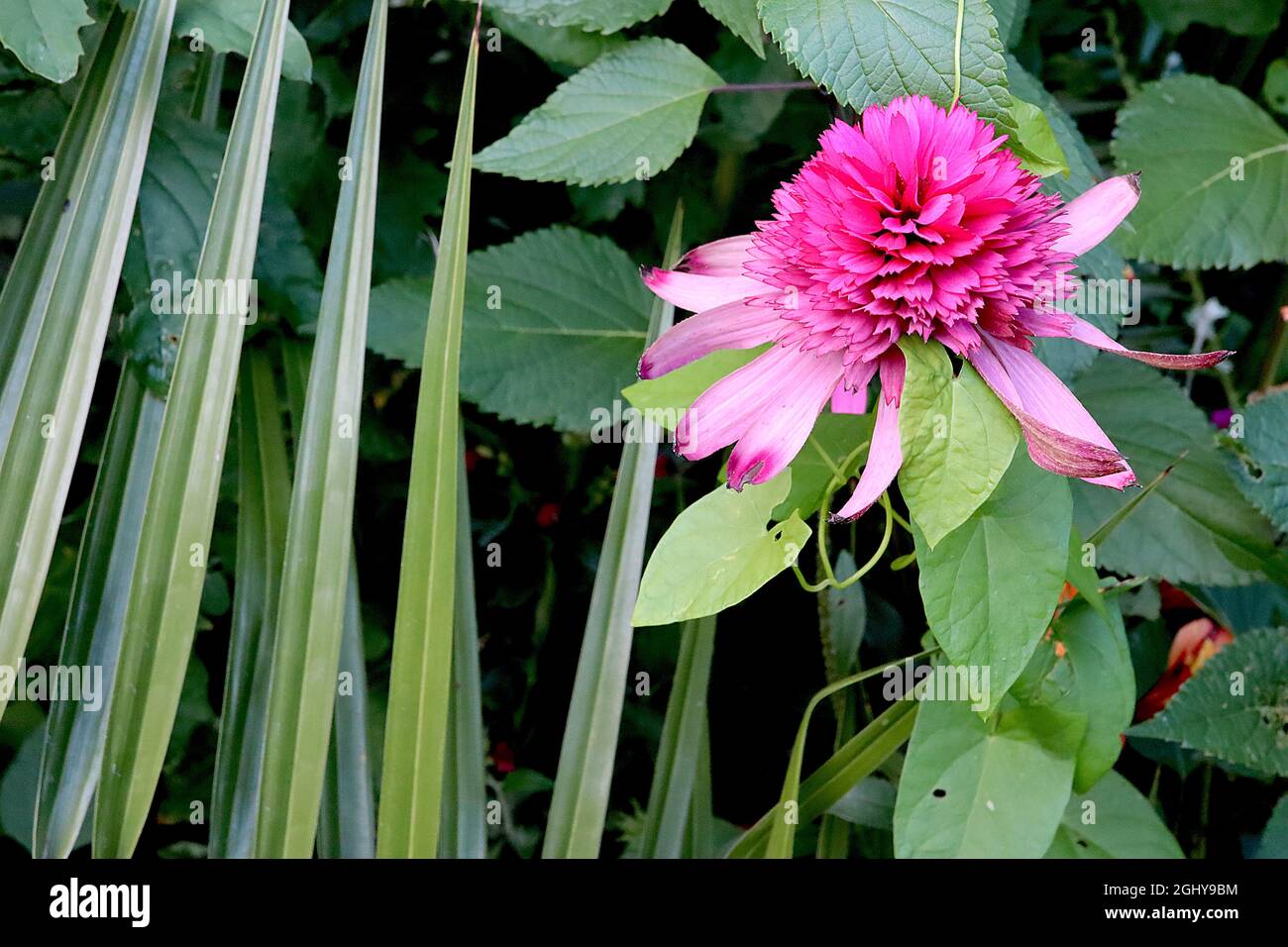 Echinacea purpurpurea ‘Pink Double Delight’ Coneflower Pink Double Delight – petali rosa medi con punte rosa profonde dei petali e fiori rosa profondi, Regno Unito Foto Stock