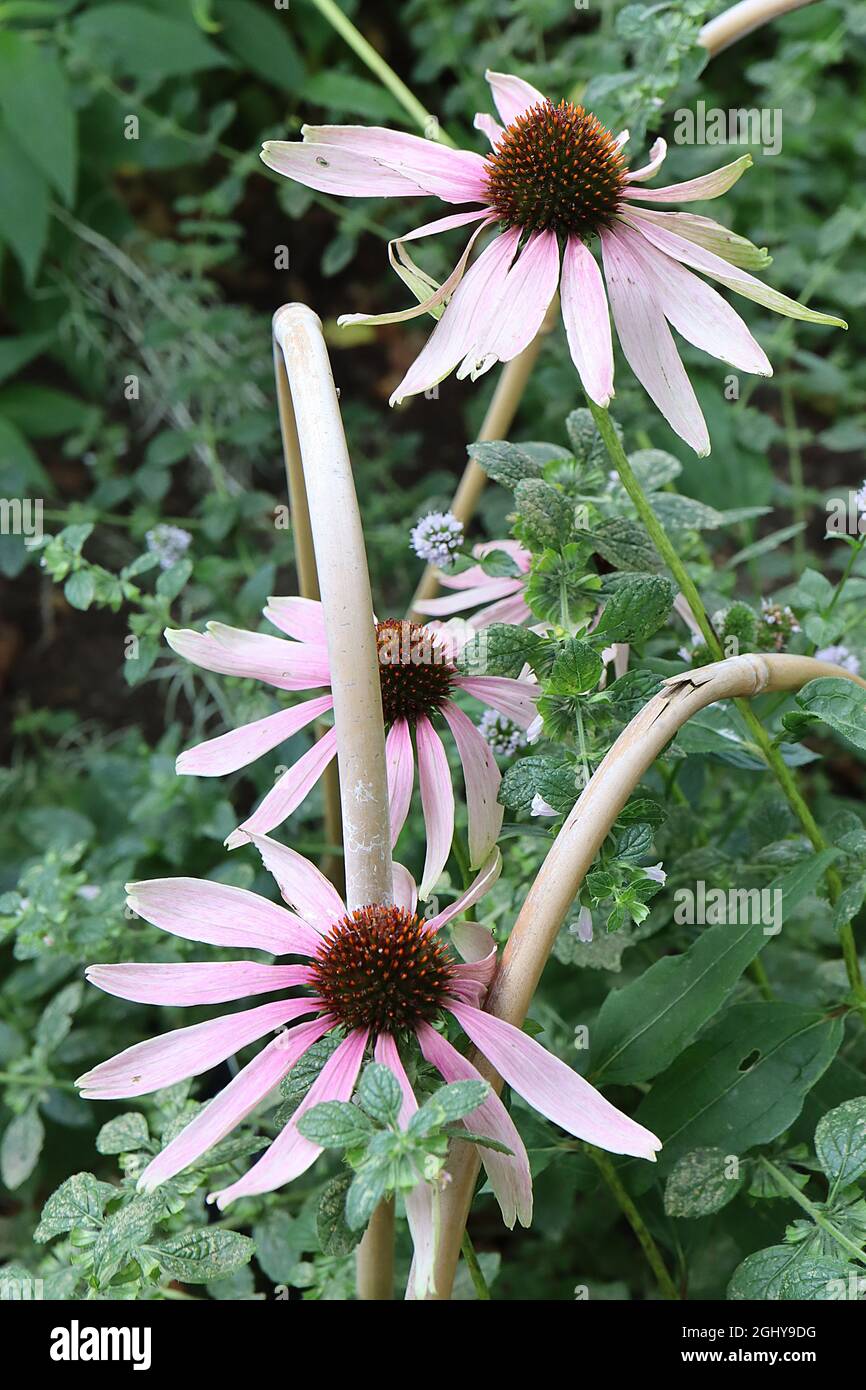 Echinacea purpurpurea ‘Parlamenti Pretty’ coneflower Parlamenti Pretty – petali bianchi con alone rosa medio, agosto, Inghilterra, Regno Unito Foto Stock