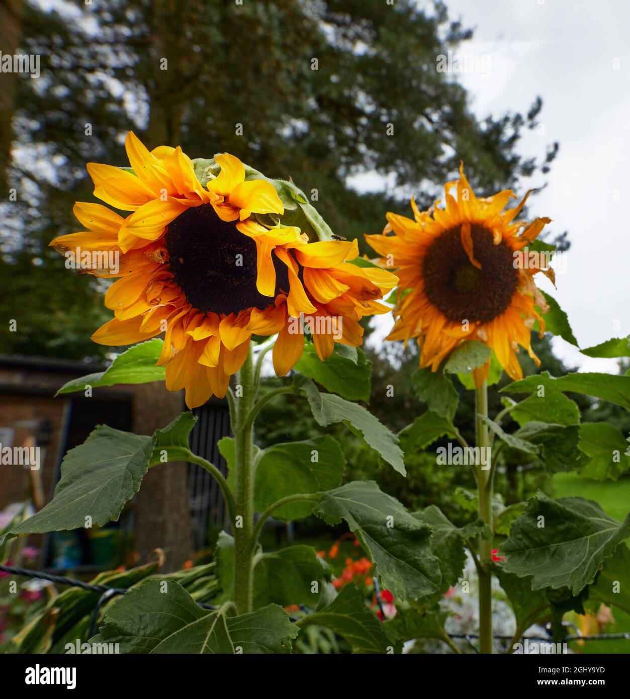 Fiori di sole in giardino amatoriale nello Yorkshire Foto Stock