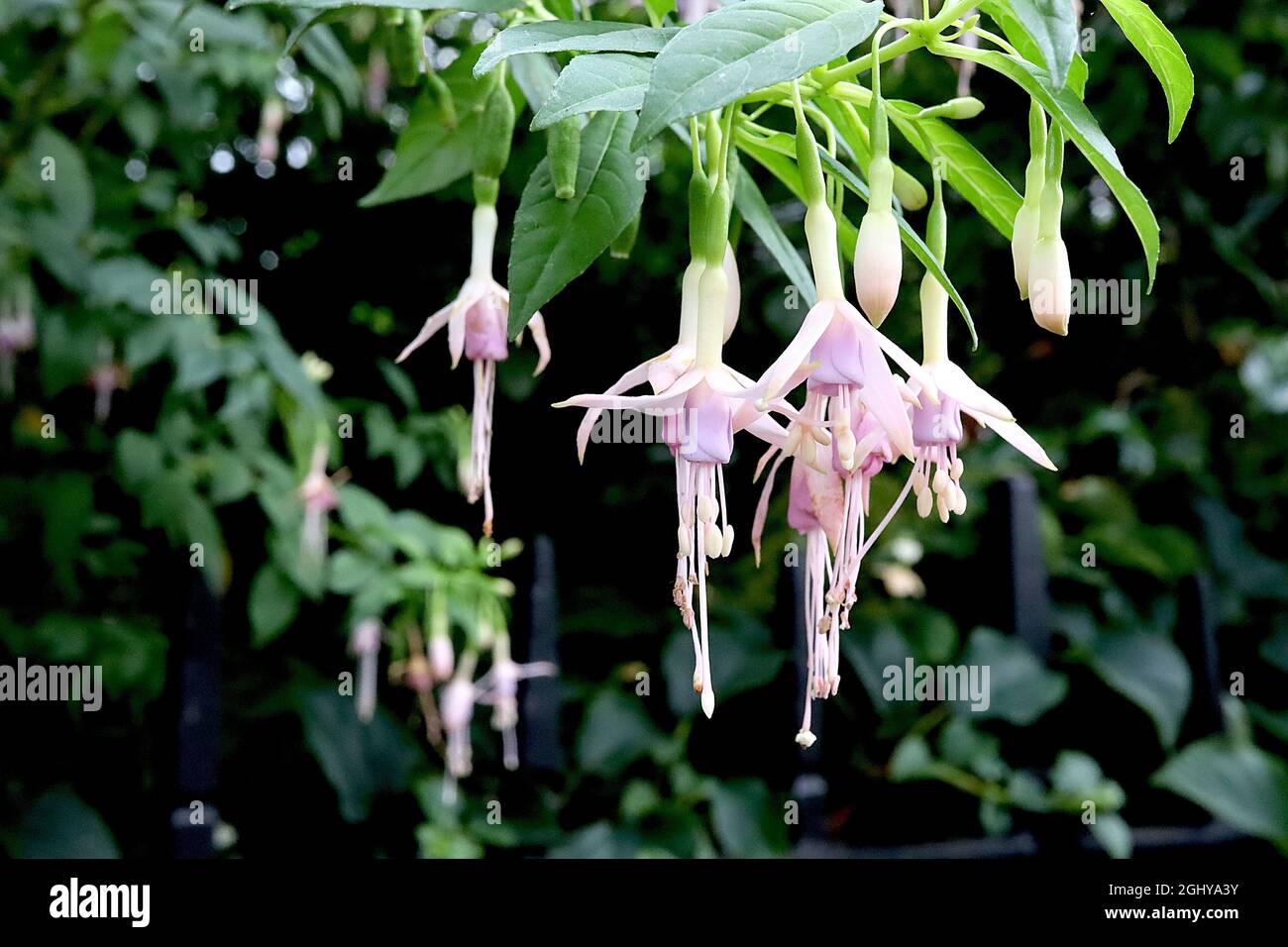 Fuchsia magellanica var molinae ‘Alba’ Blush fuchsia sottile gonna rosa di lavanda pallida e setti bianchi svasati, agosto, Inghilterra, Regno Unito Foto Stock