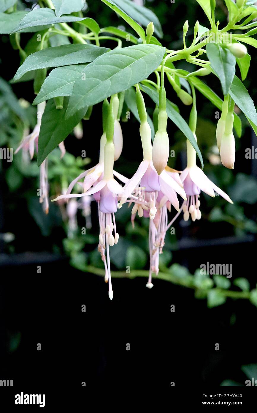 Fuchsia magellanica var molinae ‘Alba’ Blush fuchsia sottile gonna rosa di lavanda pallida e setti bianchi svasati, agosto, Inghilterra, Regno Unito Foto Stock
