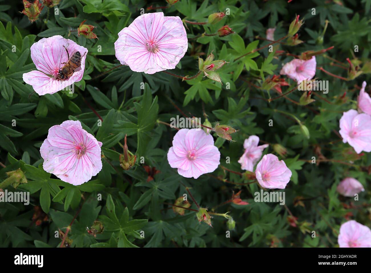 Geranio sanguineum var striatum stripped sanguinoso cranesbill – fiori rosa molto pallido con vene rosa medio e scuro, agosto, Inghilterra, Regno Unito Foto Stock