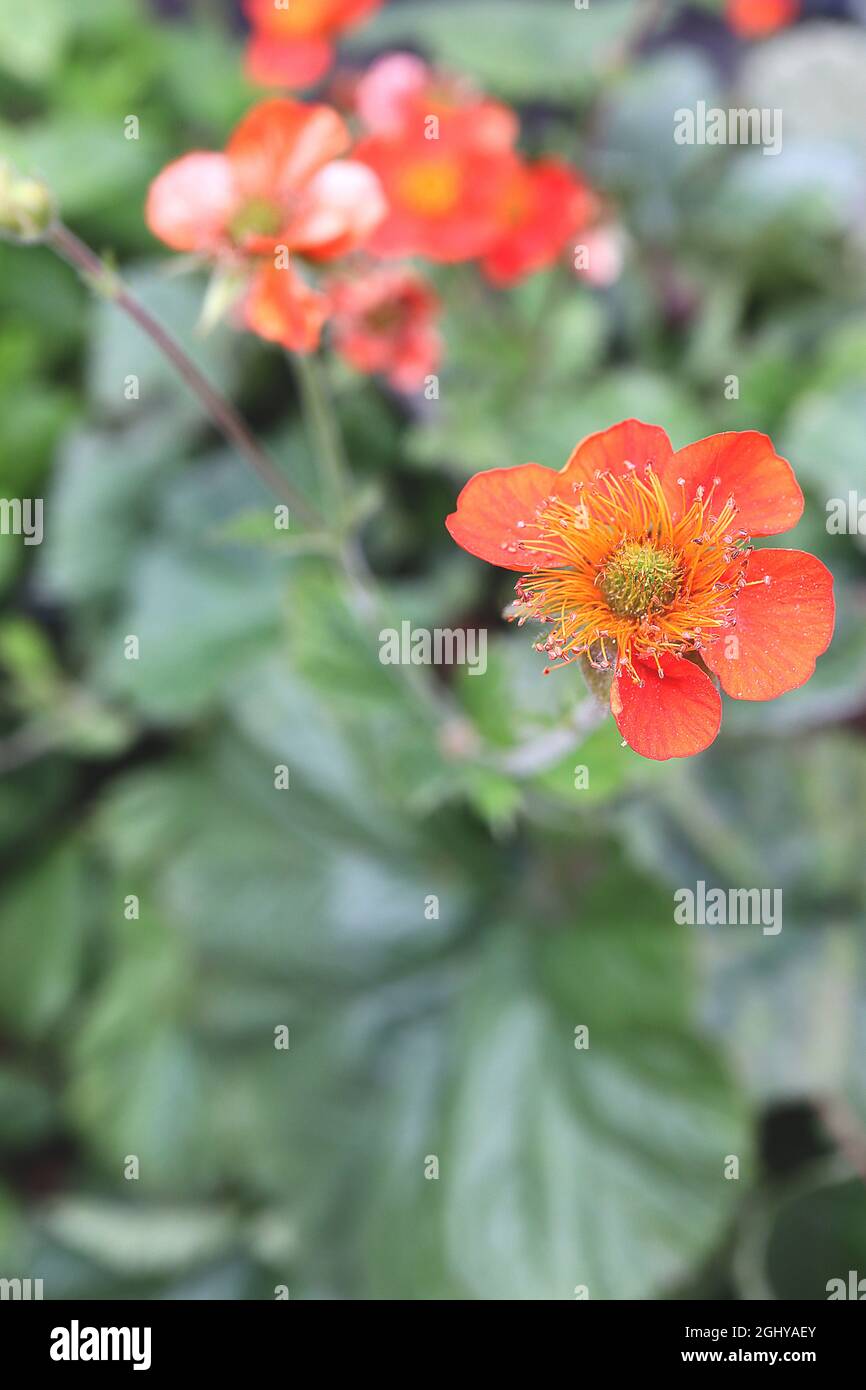 Geum coccineum ‘Koi’ nana Avens Koi – fiori d’arancio rossi con foglie d’arancio e foglie di basalto di grandi dimensioni, agosto, Inghilterra, Regno Unito Foto Stock