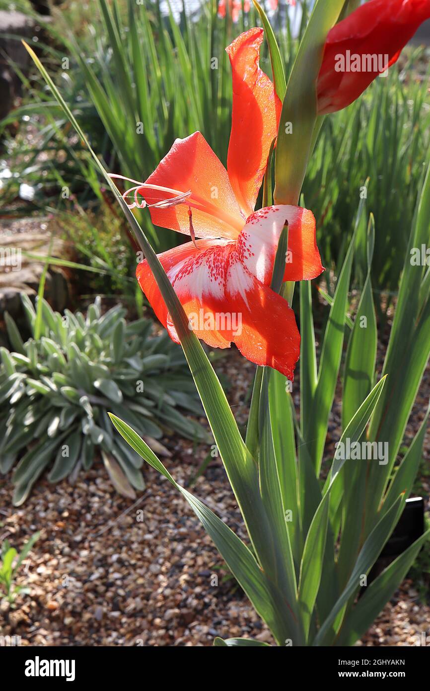 Gladiolus saundersii Gladiolo di Gladiolus Saunder – fiori d’arancio con centro bianco e macchie d’arancio, steli corti, agosto, Inghilterra, Regno Unito Foto Stock