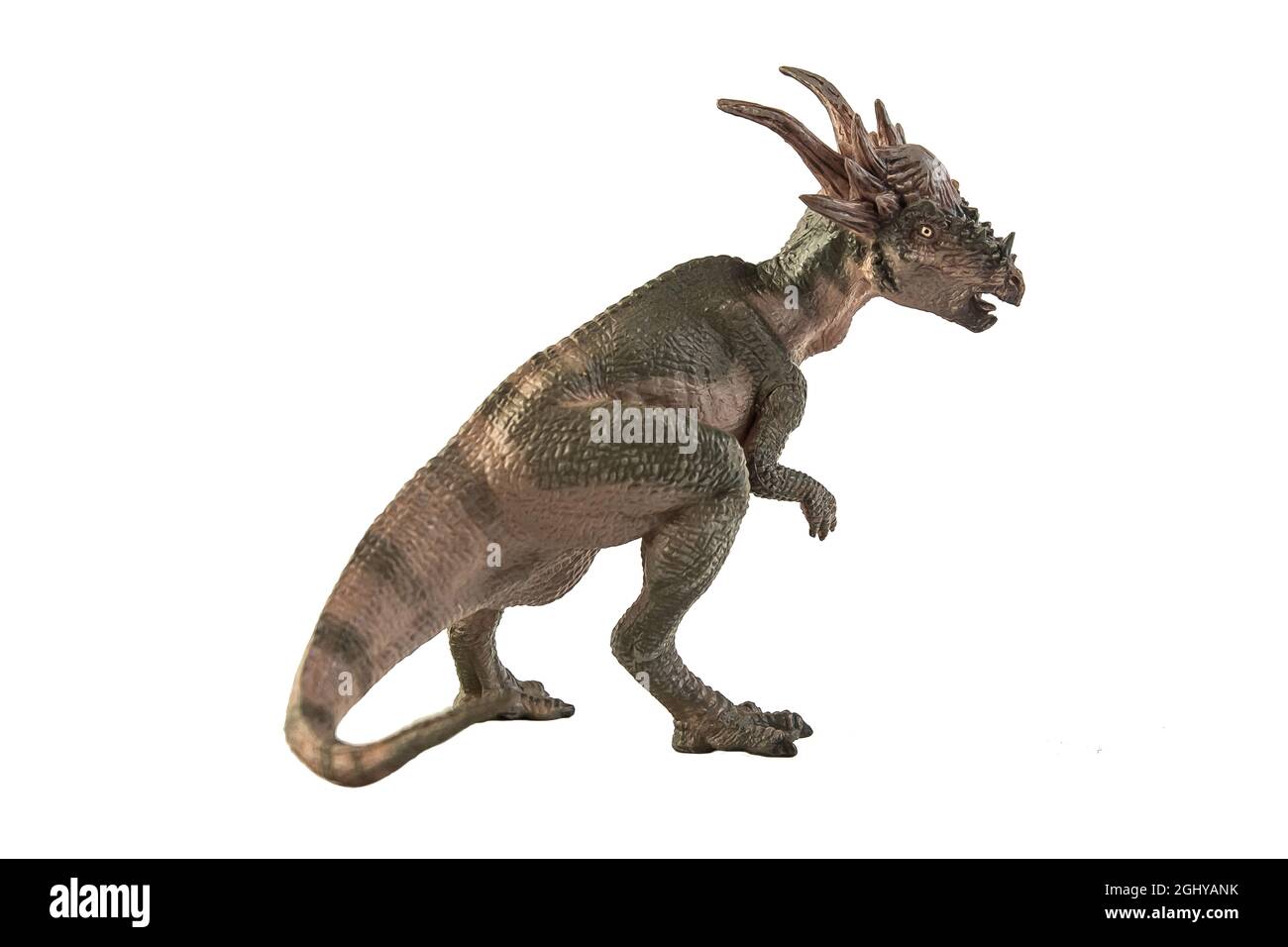 Dinosauro Stygimoloch su sfondo bianco . Foto Stock