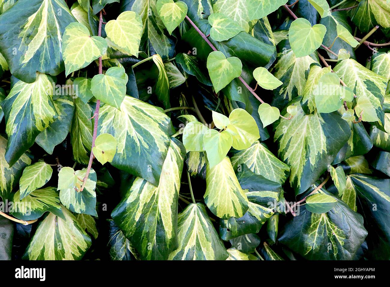 Hedera colchica ‘Suphur Heart’ Persian edera Sulphur Heart – foglie di verde scuro con spruzzi di verde medio e chiaro, agosto, Inghilterra, Regno Unito Foto Stock