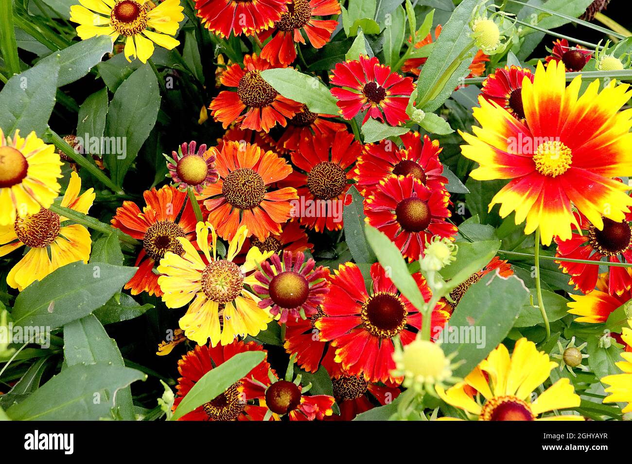 Helenium autumnale Mix sneezeed Mix – Helenium Biedermeier, Helenium Moerheim Beauty, Helenium Zimmelstern, Helenium Waltraut, Coreopsis Gold Bronze Foto Stock