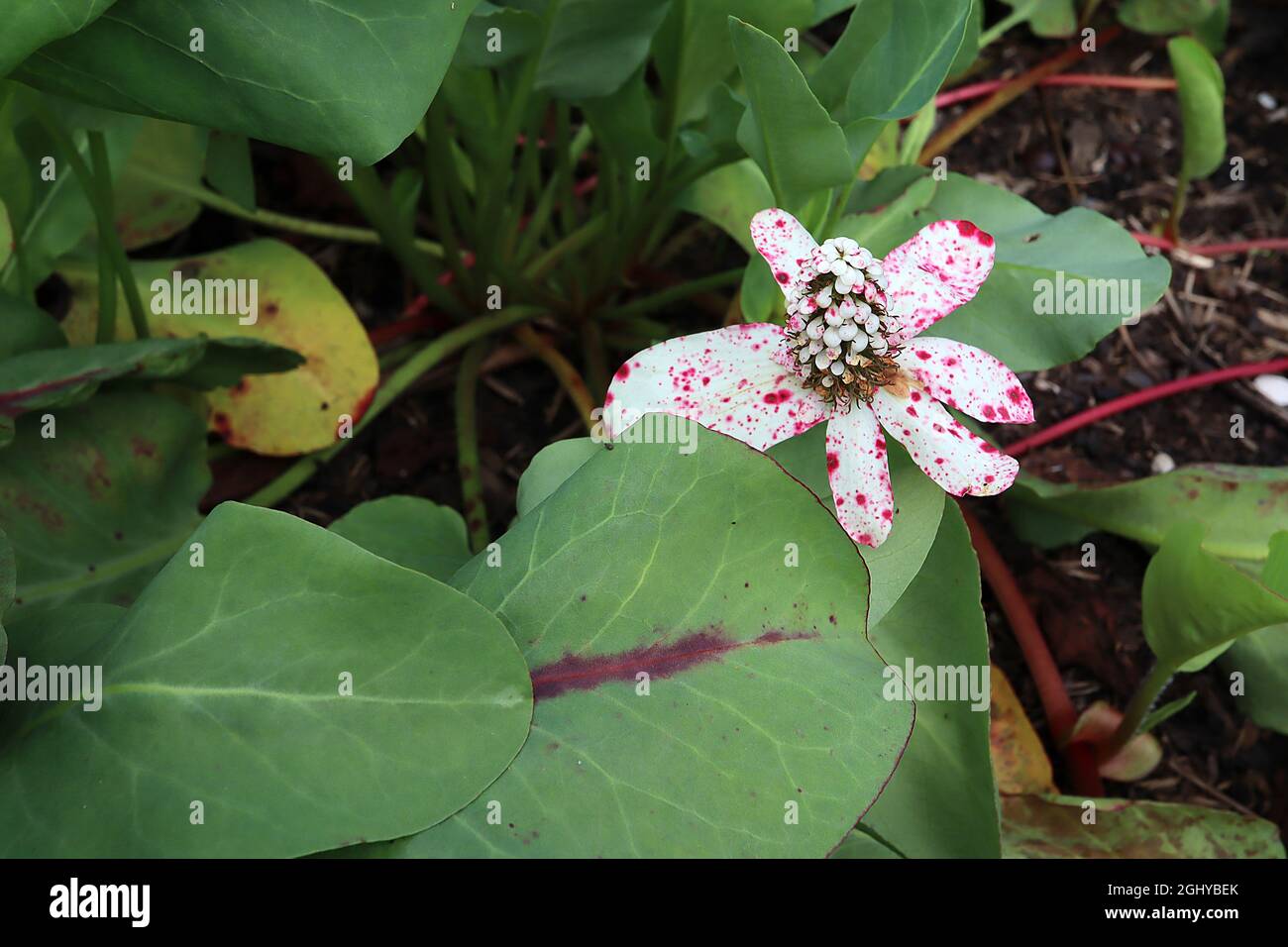 Anemopsis californica yerba mansa – teste coniche a fioriture bianche e bratte bianche a forma di cucchiaio con macchie rosse, ampie foglie glauche, Foto Stock