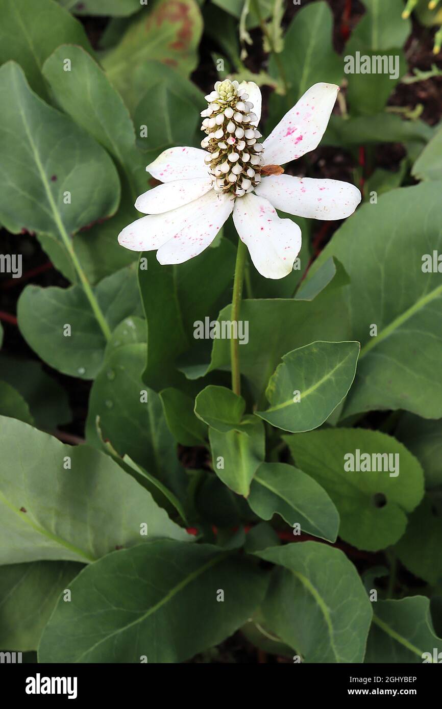Anemopsis californica yerba mansa – teste coniche a fioriture bianche e bratte bianche a forma di cucchiaio con macchie rosse, ampie foglie glauche, Foto Stock