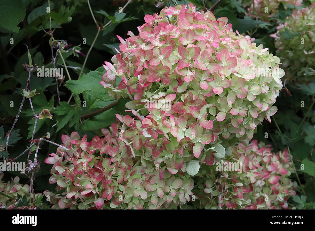 Hydrangea paniculata ‘limelight’ Hortensia limelight – gruppi conici di fiori di colore verde chiaro e rosa medio, agosto, Inghilterra, Regno Unito Foto Stock