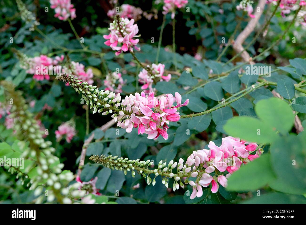 Fiume Indigofera jucuda / showy indaco - punte di fiori a punta di fiori  rosa pallido con chiglia rosa profonda, foglie di obovato piccolo, agosto,  Inghilterra Foto stock - Alamy