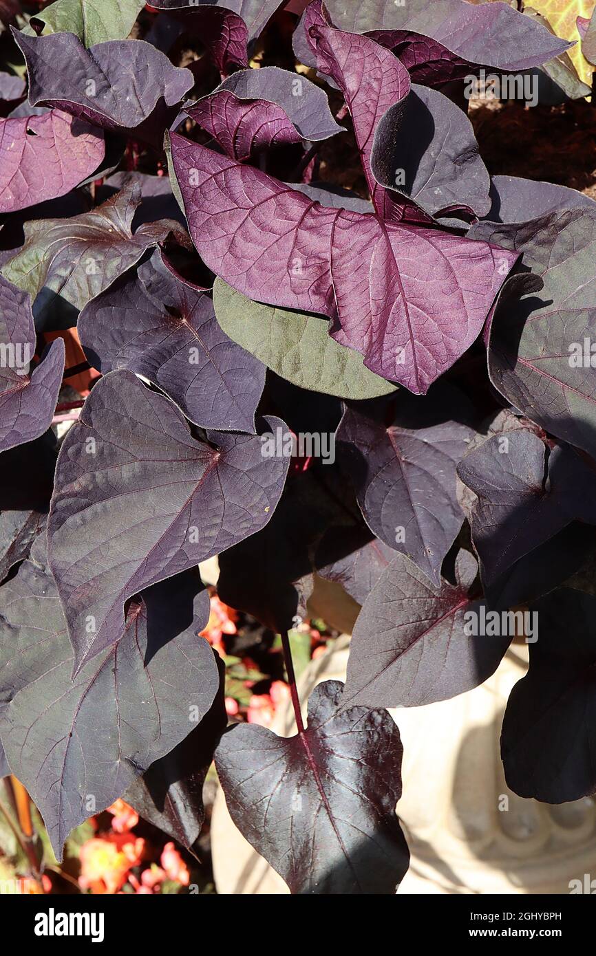 Ipomoea batatatas ‘Black Heart’ patata dolce ornamentale Blackie – foglie a forma di cuore viola scuro con dorsi profondi, agosto, Inghilterra, Regno Unito Foto Stock