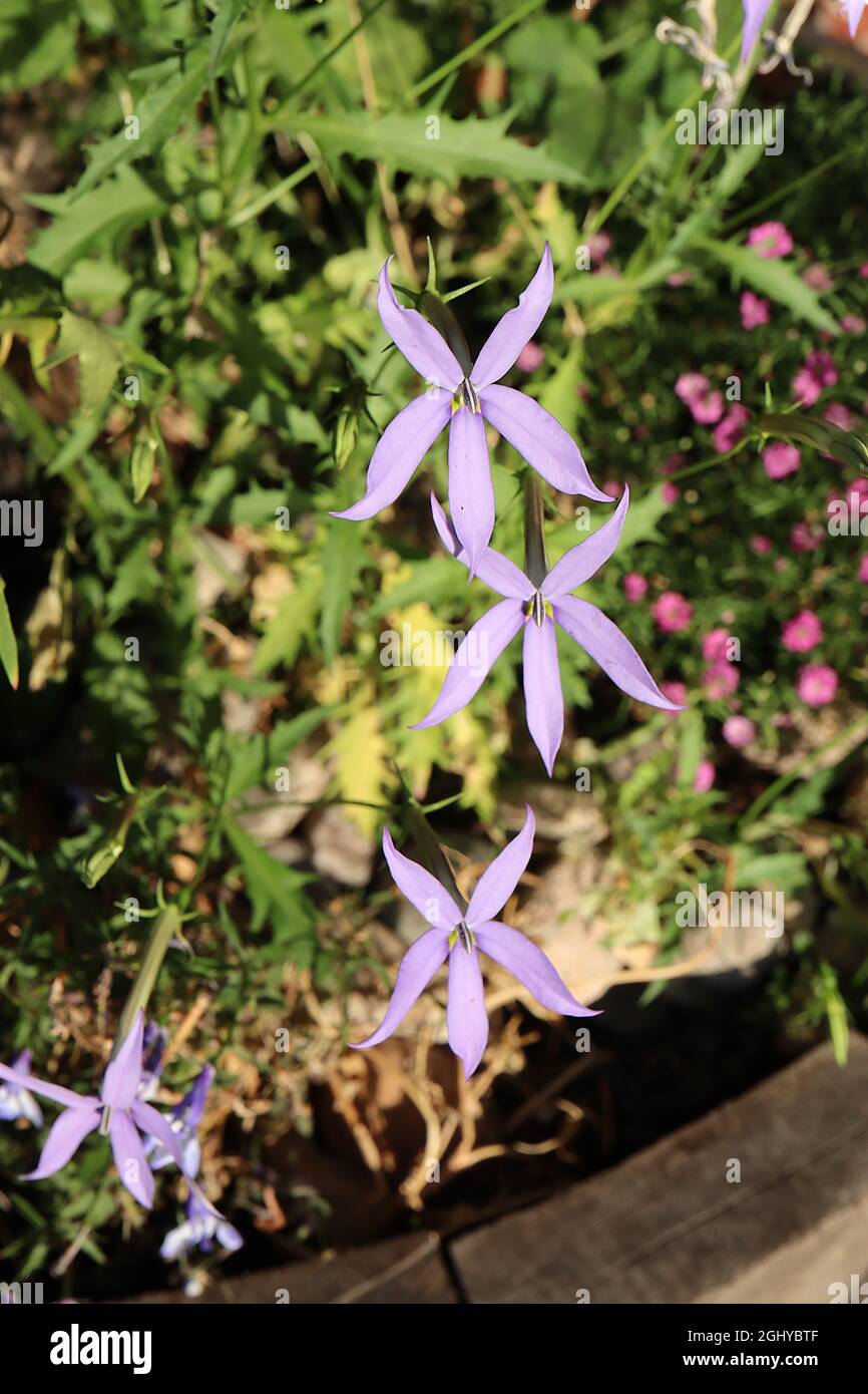 Isotoma axillaris ‘Gemini Blue’ stella blu superriduttore Gemini Blue - fiori a forma di stella malva con petali sottili e due occhi verdi pallidi, agosto, Inghilterra Foto Stock