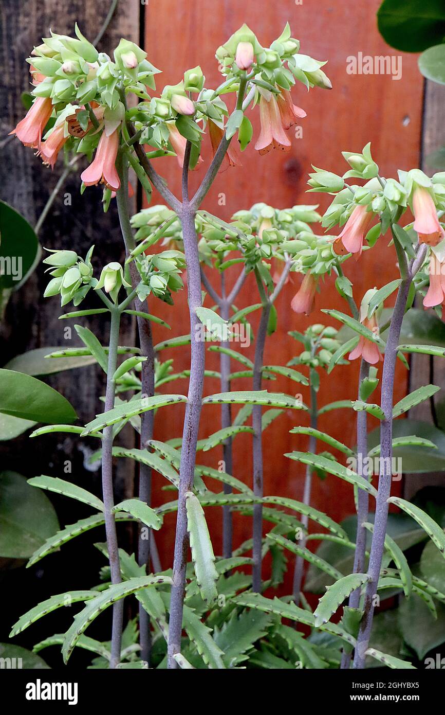 Kalanchoe Blossfeldiana ‘Lucky Bells’ fiammeggiante katy Lucky Bells – gruppi di fiori tubolari arancioni in cima a steli grigio scuro e piccole foglie carnose, Regno Unito Foto Stock
